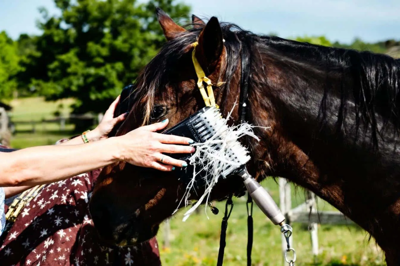 Comment choisir le bon anti poux pour son cheval ?