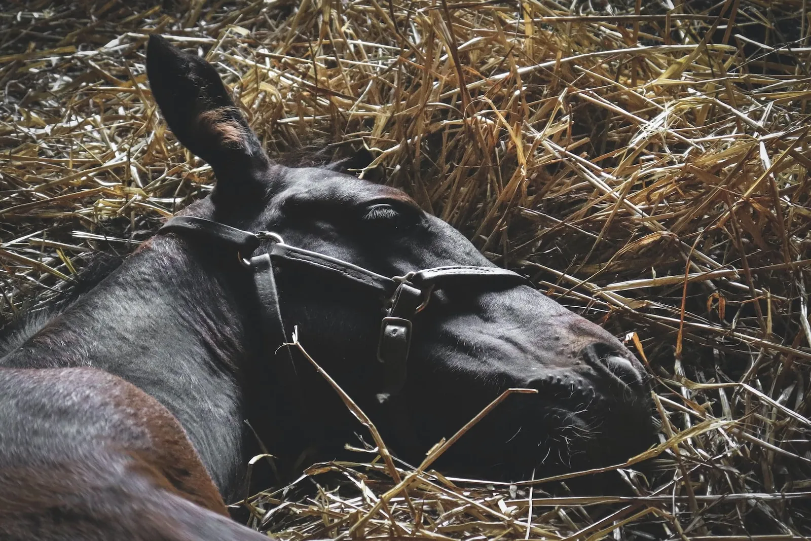 Le mythe du cheval qui dort : plongeons dans le mystère ancestral de leurs moments de repos