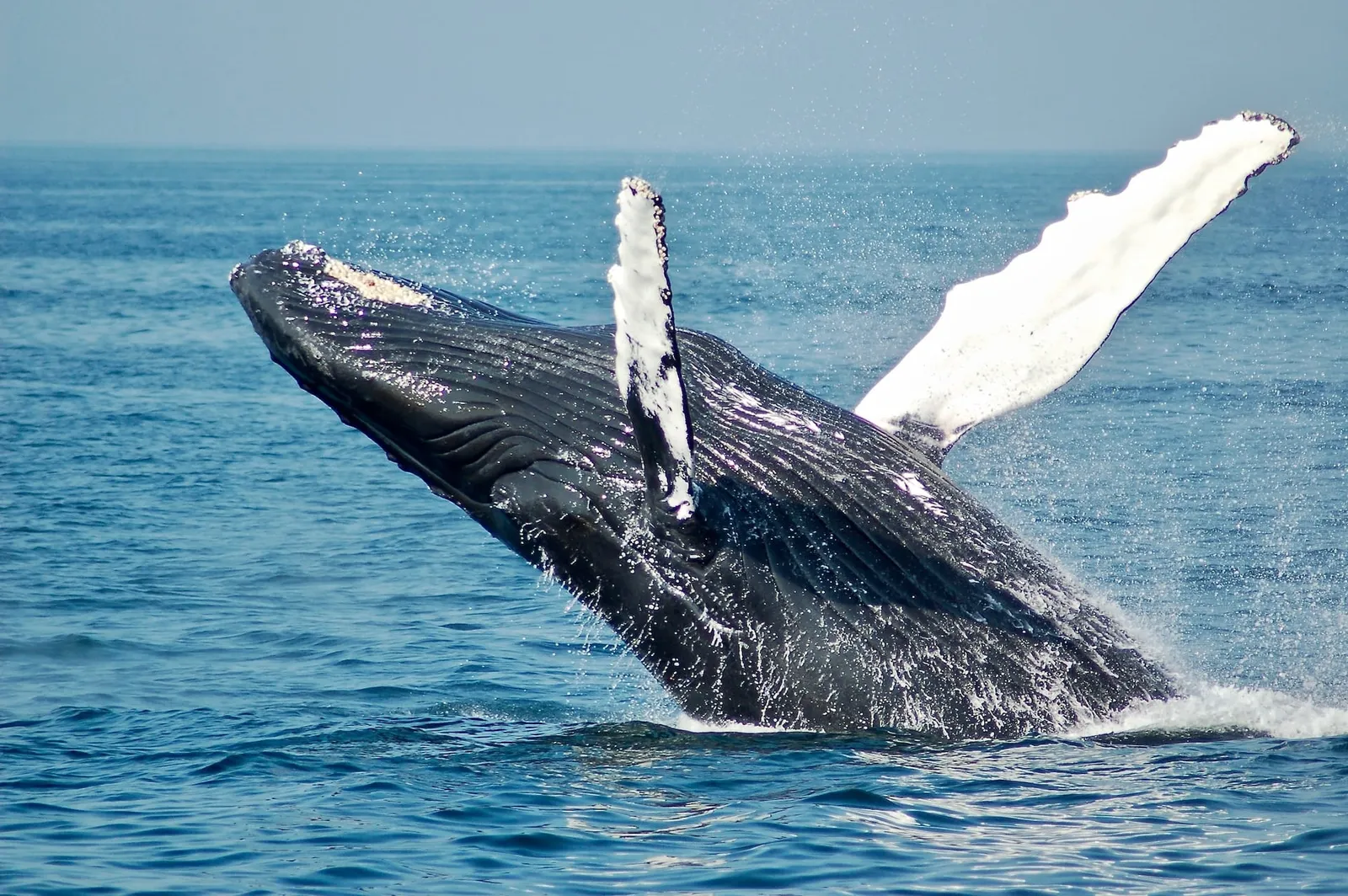 Les destinations méconnues pour observer les baleines : plus proche qu’on ne le pense