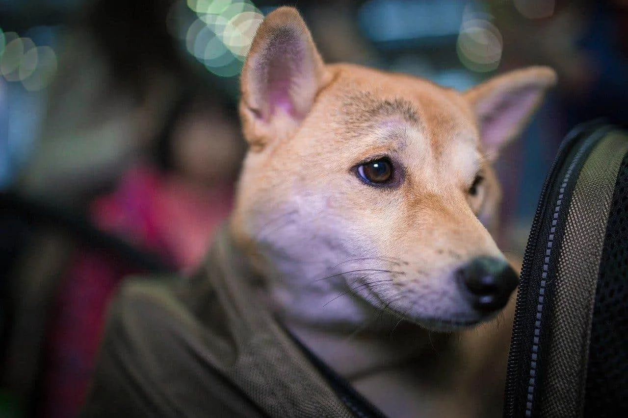 Prendre l’avion avec un animal de compagnie : comment faire ?