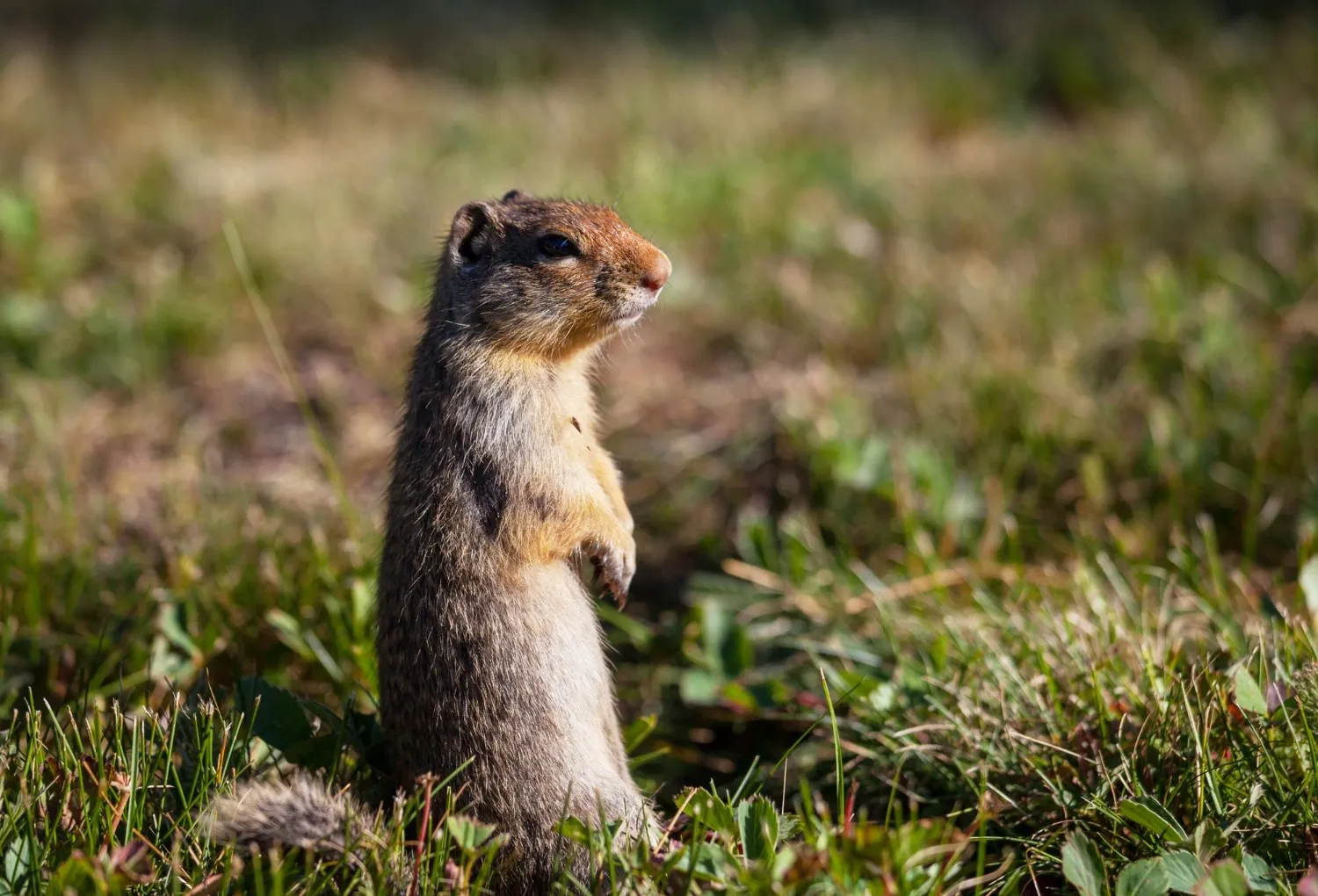 Quelle est la différence entre une marmotte et un tamia ?