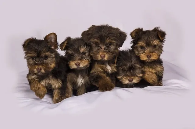 Quelles procédures pour acheter un chien en ligne ?